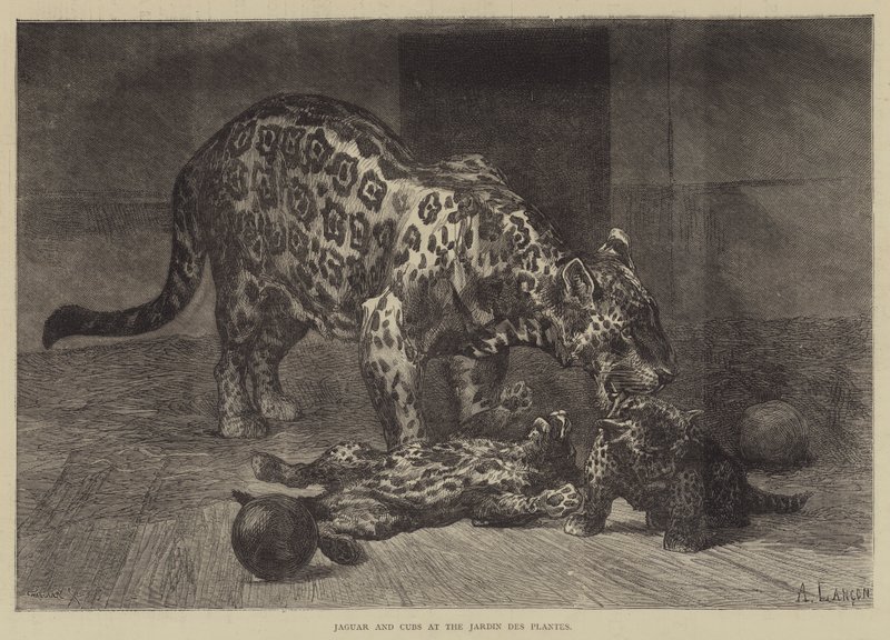 Jaguar et petits au Jardin des Plantes - Auguste Andre Lancon