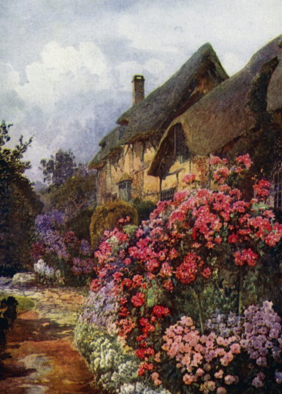 Phlox et grands standards de la rose Dorothy Perkins au cottage d