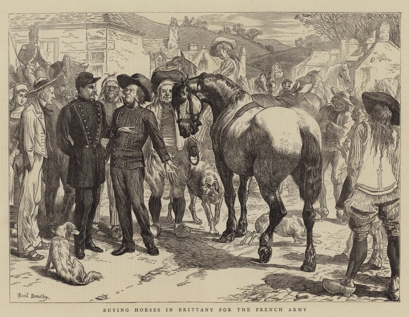 Achat de chevaux en Bretagne pour l