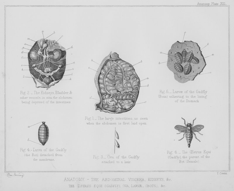 Anatomie, les viscères abdominaux, les reins, etc., l