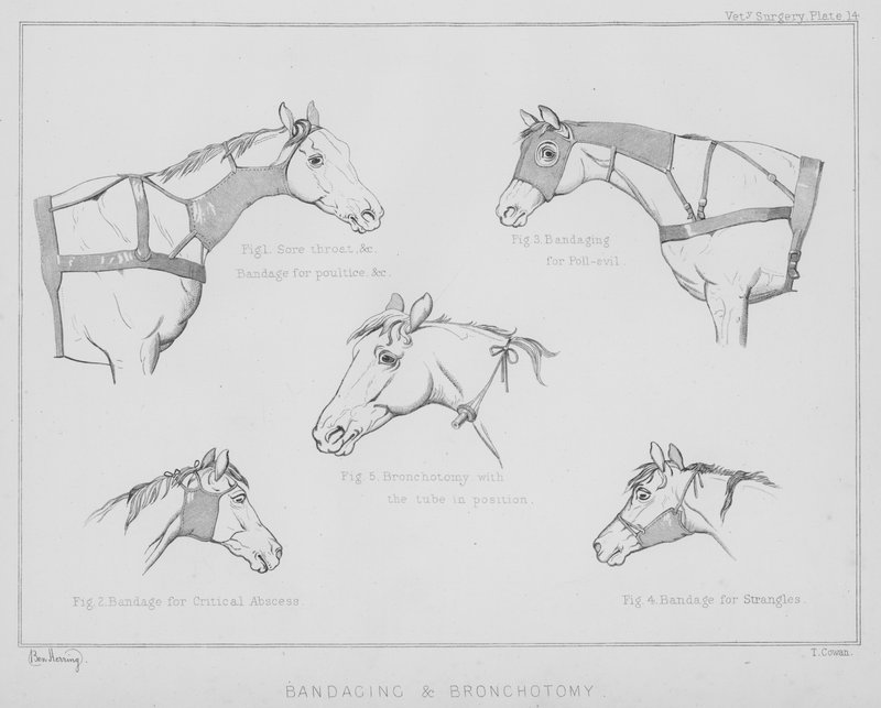 Bandage et trachéotomie - Benjamin Herring