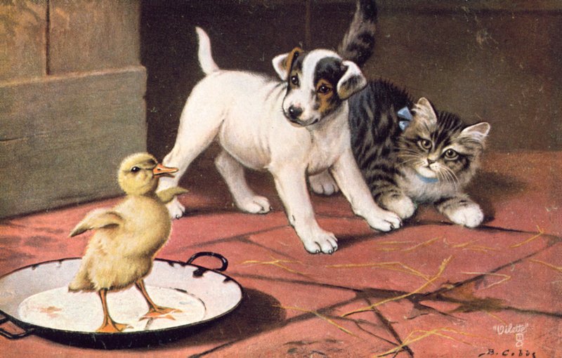 Carte postale de chat - Bernard Cobbe