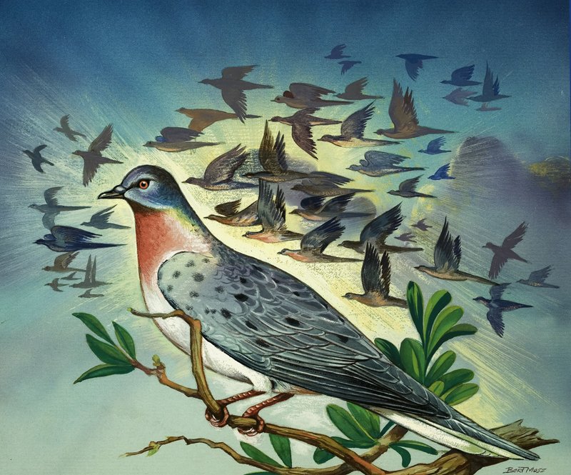 Pigeons passagers - Bert Illoss