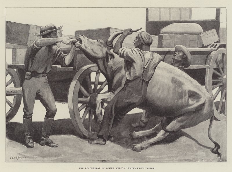 La peste bovine en Afrique du Sud, traitement du bétail - Cecil Brown