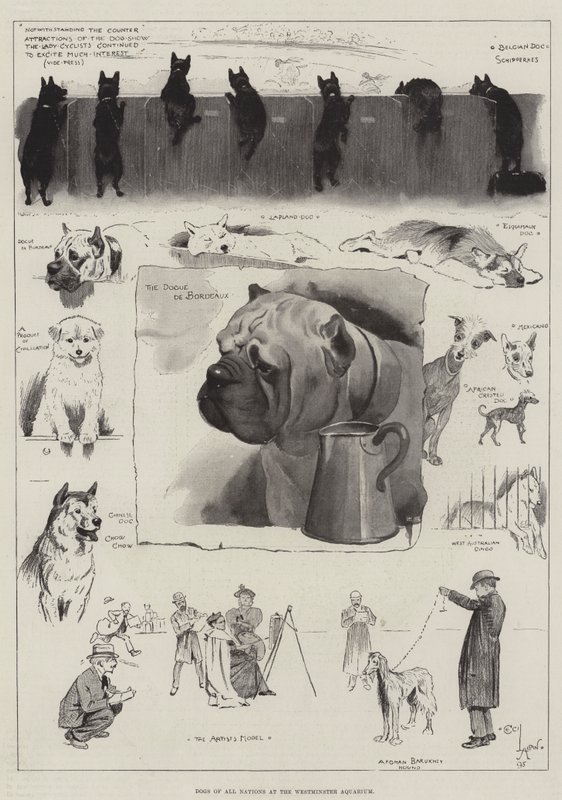 Chiens de toutes les nations à l