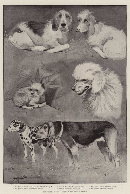 Le Concours Canin du Kennel Club au Crystal Palace - Cecil Charles Windsor Aldin