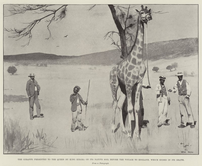 La girafe présentée à la reine par le roi Khama sur son sol natal avant le voyage en Angleterre, qui s