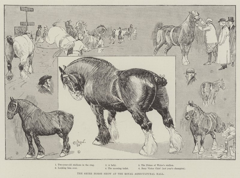 Le salon du cheval de trait au Royal Agricultural Hall - Cecil Charles Windsor Aldin