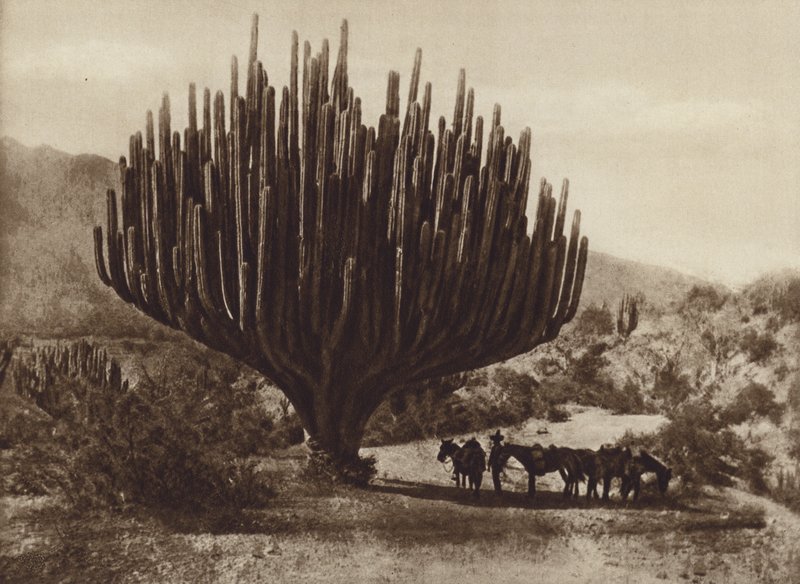 Mexique : Cactus en forme de chandelier, Oaxaca (photo n/b) - Cecile Seler Sachs