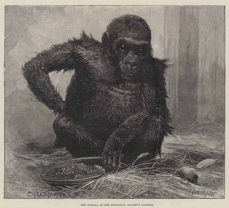 Le Gorille aux Jardins de la Société Zoologique - Charles Whymper