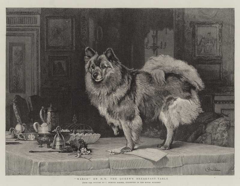 Marco sur la table de petit-déjeuner de Sa Majesté la Reine - Charles Burton