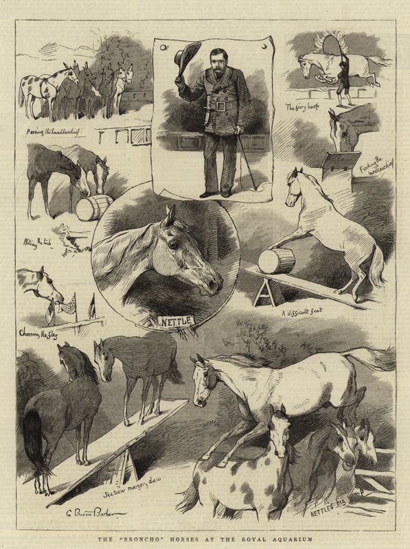 Les chevaux Broncho à l