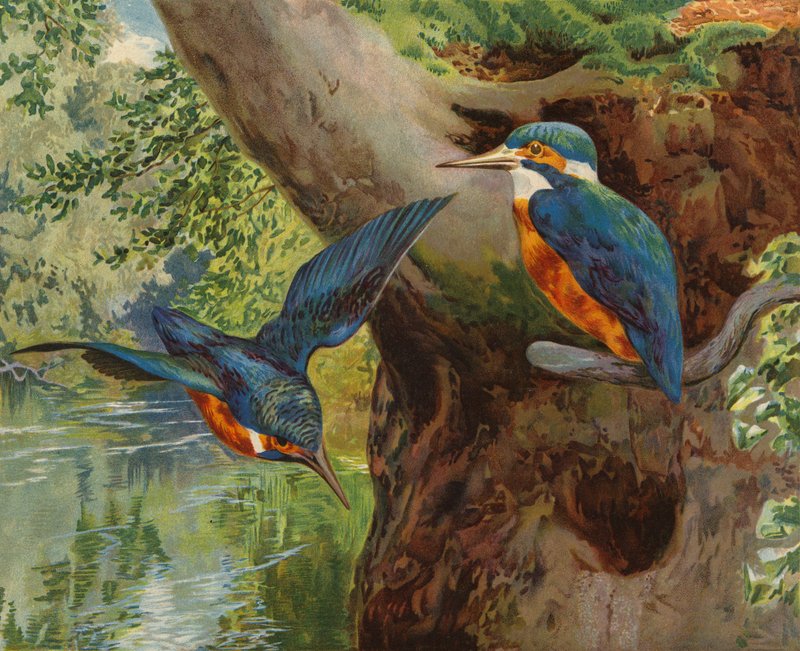 Martin-pêcheurs - Charles Collins