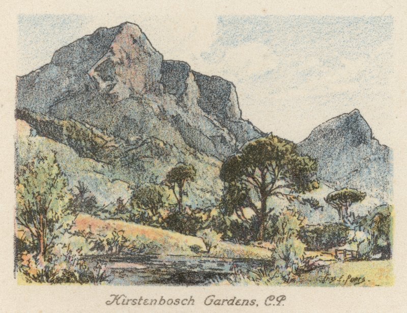 Afrique du Sud : Jardins de Kirstenbosch, CP - Charles Ernest Peers