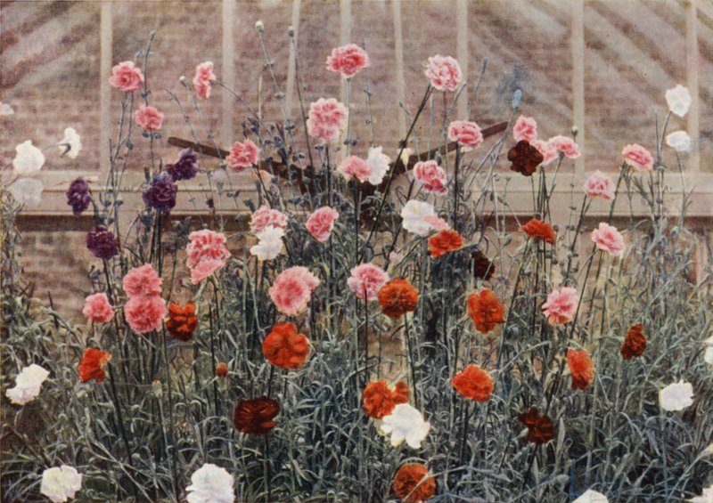 Œillets Fleurissant en Perpétuité - Charles Essenhigh Corke