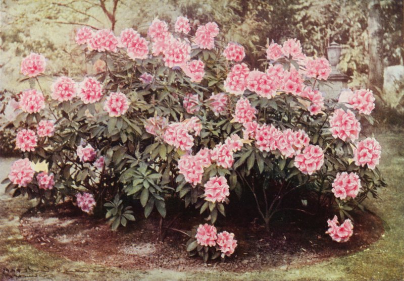 Rhododendron Pink Pearl, à "The Heights," Witley, la Résidence de Mme Farnham - Charles Essenhigh Corke