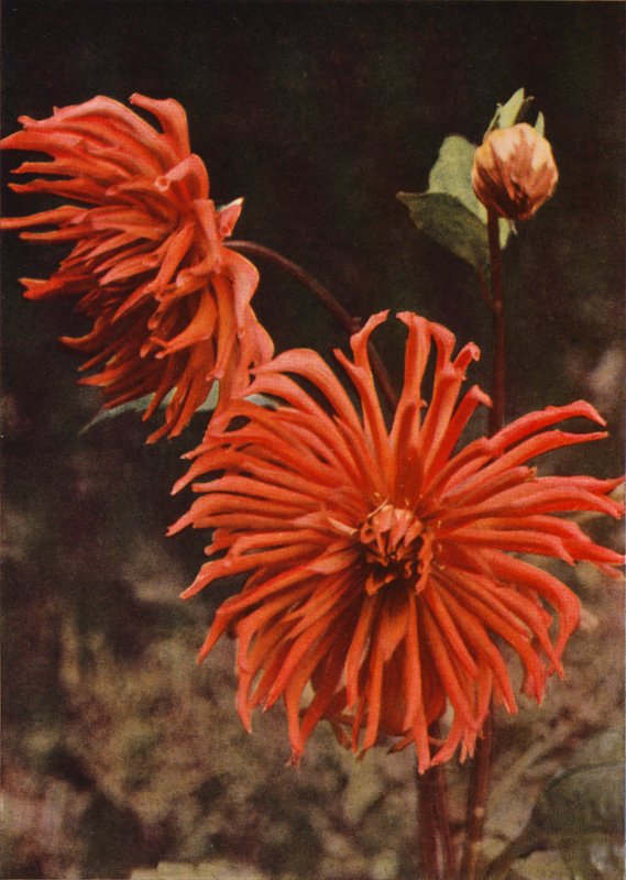 Le Dahlia Cactus "Brisbane" - Charles Essenhigh Corke