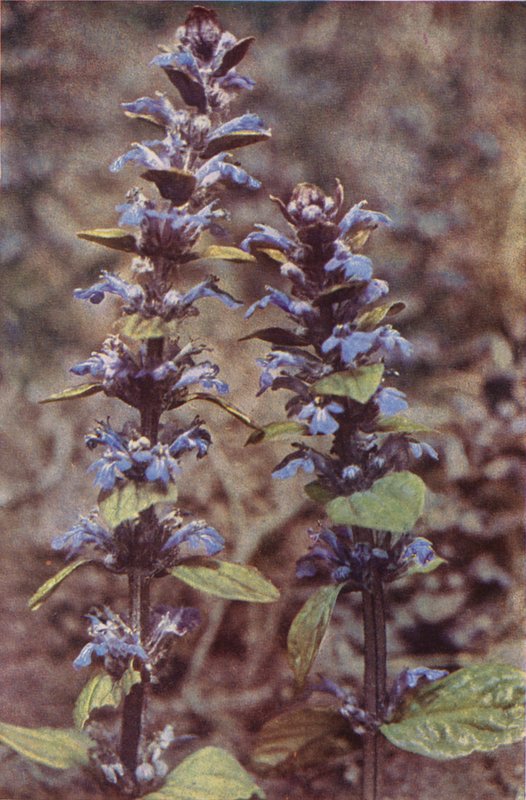 Fleurs sauvages : Bugle - Charles Essenhigh Corke