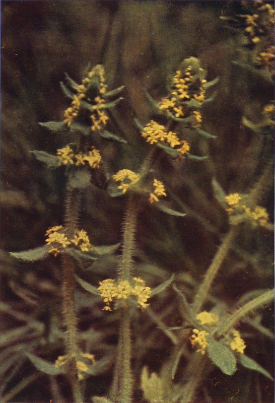 Fleurs sauvages : Croix de mai - Charles Essenhigh Corke