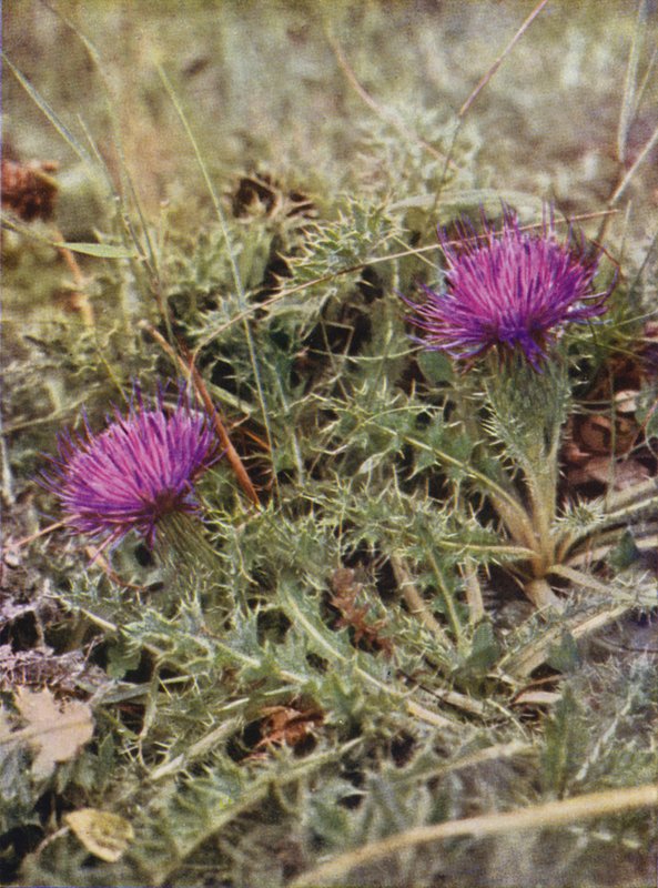 Fleurs sauvages : Chardon Nain - Charles Essenhigh Corke