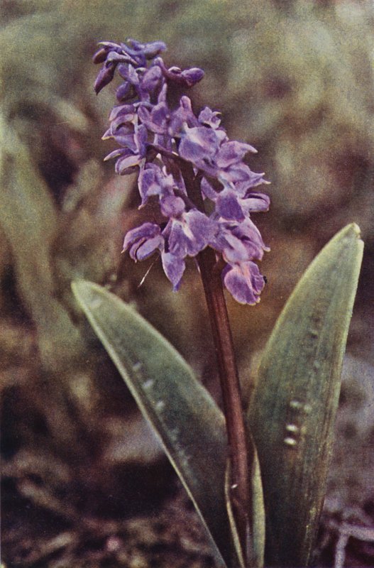 Fleurs sauvages : Orchis pourpre précoce - Charles Essenhigh Corke