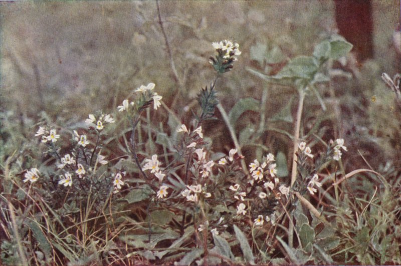 Fleurs sauvages : Euphrasie - Charles Essenhigh Corke