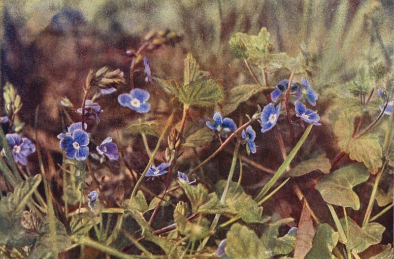Fleurs sauvages : Véronique petit-chêne - Charles Essenhigh Corke