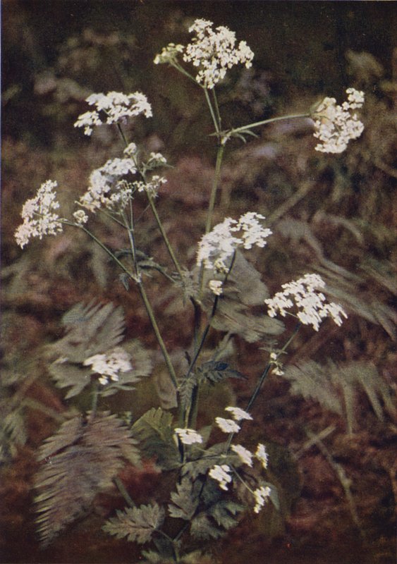 Fleurs sauvages : Persil des haies - Charles Essenhigh Corke