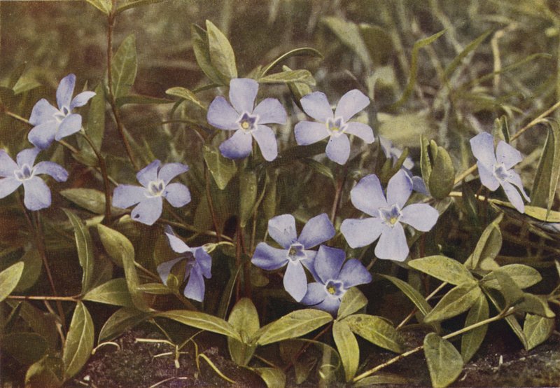 Fleurs sauvages : Petite pervenche (photo couleur) - Charles Essenhigh Corke