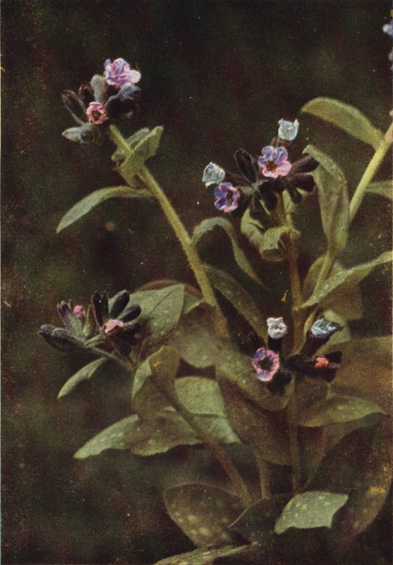 Fleurs sauvages : Pulmonaire (photo couleur) - Charles Essenhigh Corke