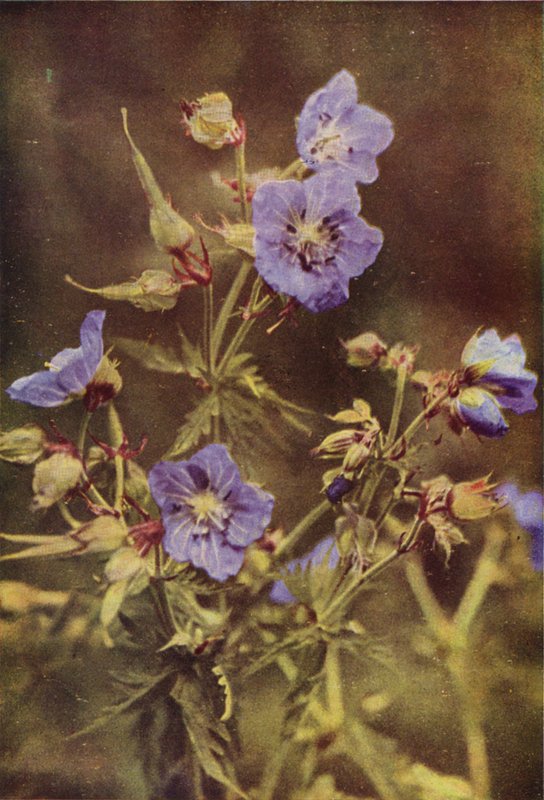 Fleurs sauvages : Géranium des Prés - Charles Essenhigh Corke