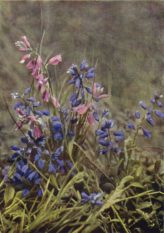 Fleurs sauvages : Polygale - Charles Essenhigh Corke