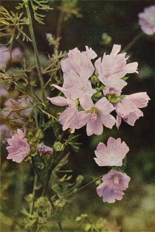 Fleurs sauvages : Mauve Musquée - Charles Essenhigh Corke