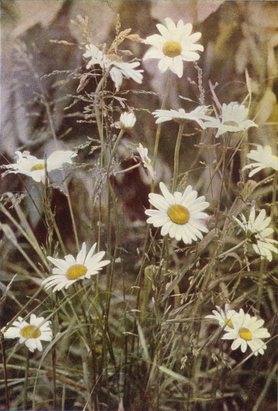 Fleurs sauvages : Marguerite - Charles Essenhigh Corke
