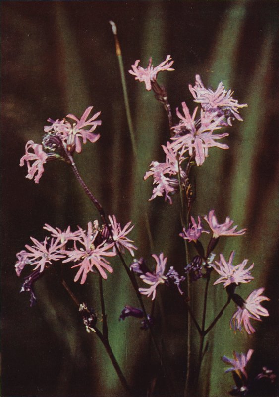 Fleurs sauvages : Lychnis fleur de coucou - Charles Essenhigh Corke