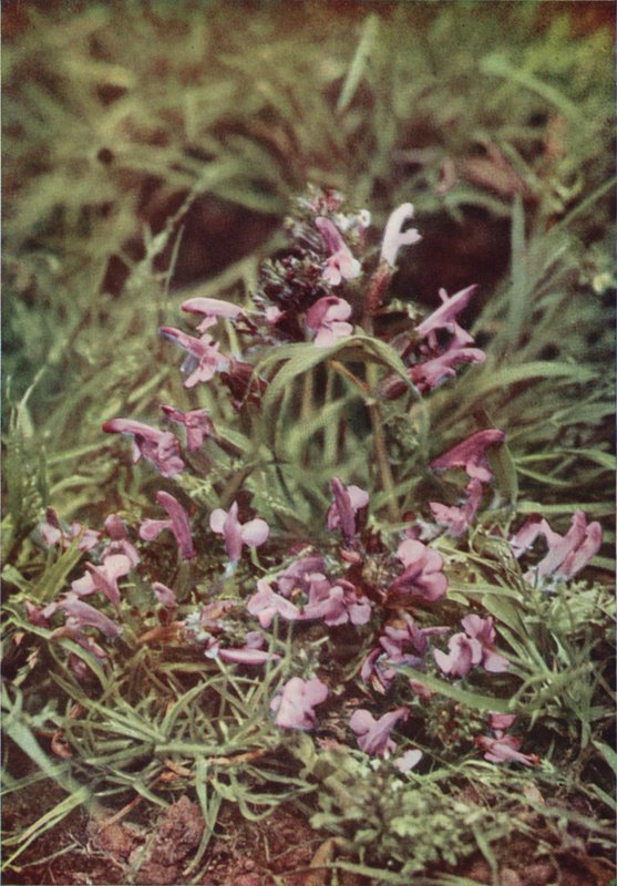 Fleurs sauvages : Rhinanthe crête-de-coq - Charles Essenhigh Corke