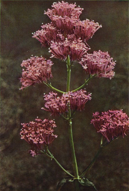 Fleurs sauvages : Valériane Rouge - Charles Essenhigh Corke