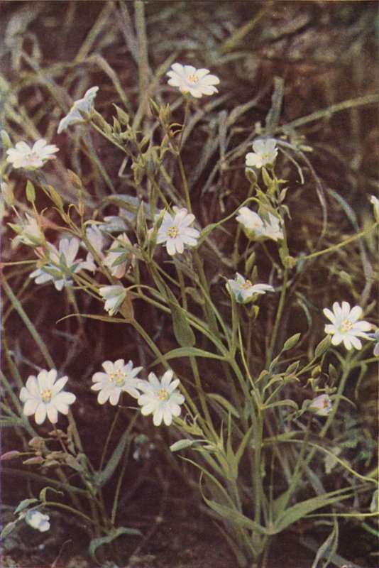 Fleurs sauvages : Stellaire - Charles Essenhigh Corke