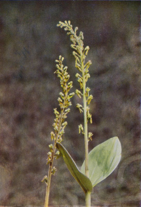 Fleurs Sauvages : Listère - Charles Essenhigh Corke