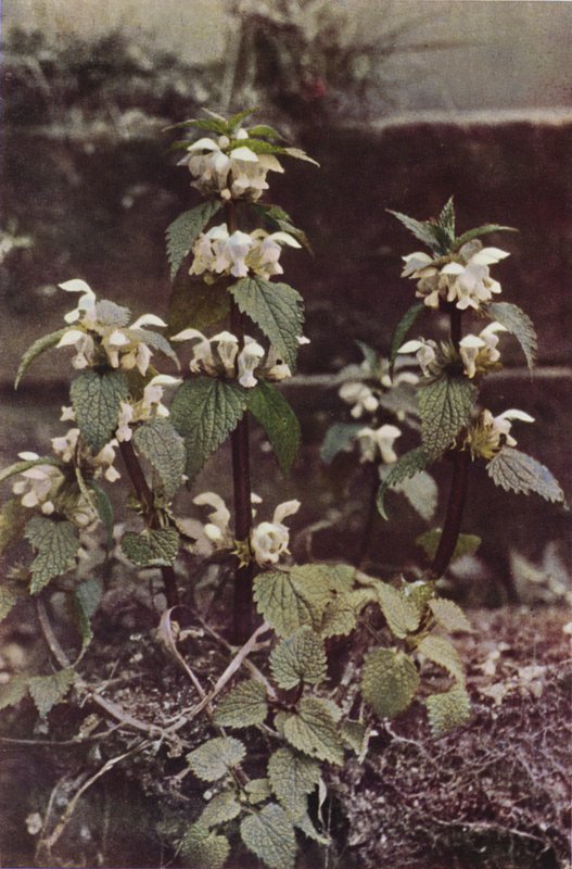 Fleurs sauvages : Lamier blanc - Charles Essenhigh Corke