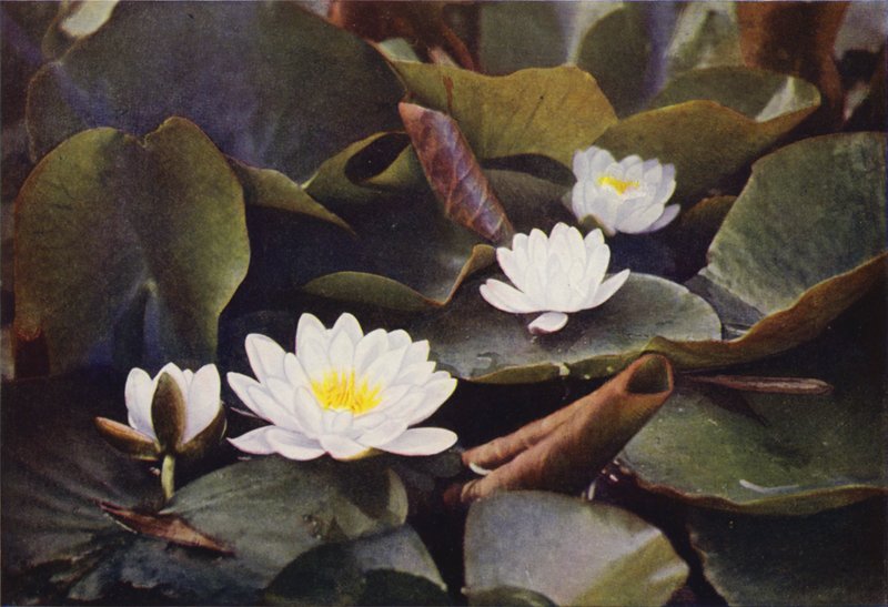 Fleurs sauvages : Nénuphar blanc - Charles Essenhigh Corke