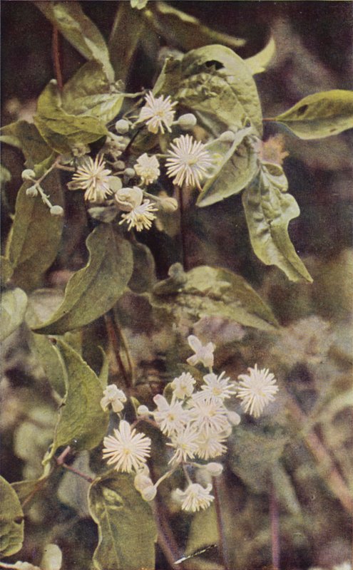 Fleurs sauvages : Clématite Sauvage - Charles Essenhigh Corke