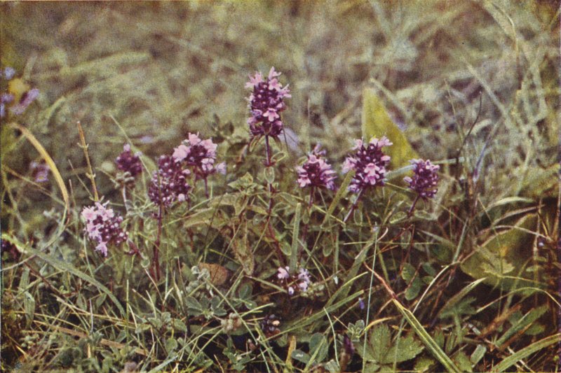 Fleurs sauvages : Thym Sauvage - Charles Essenhigh Corke