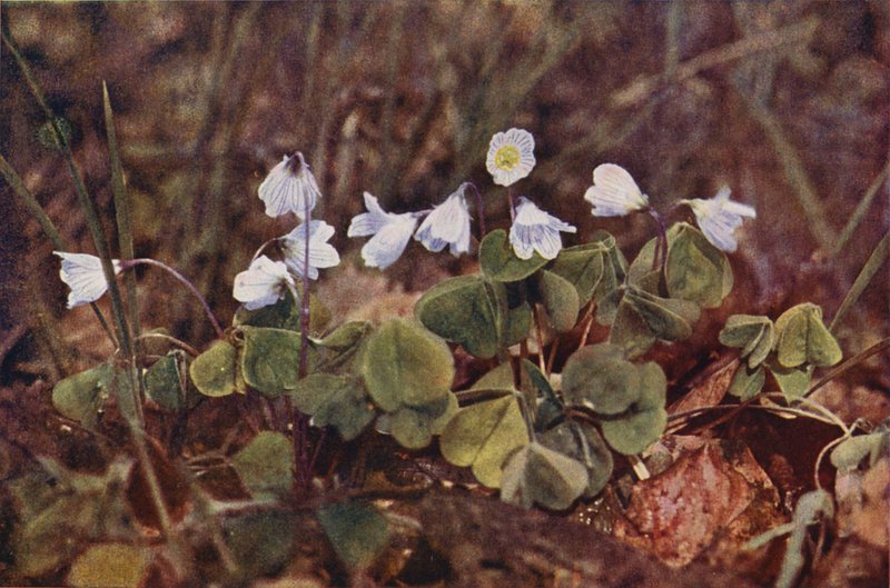 Fleurs sauvages : Oxalis petite oseille - Charles Essenhigh Corke