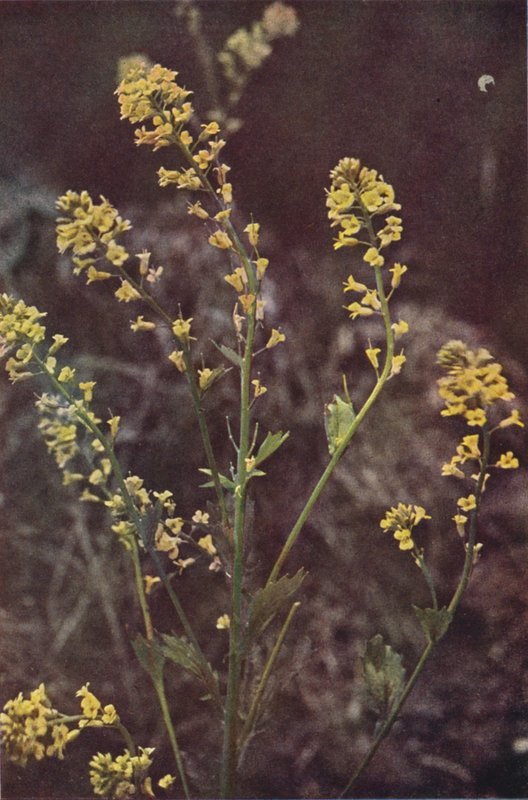 Fleurs sauvages : Roquette jaune - Charles Essenhigh Corke