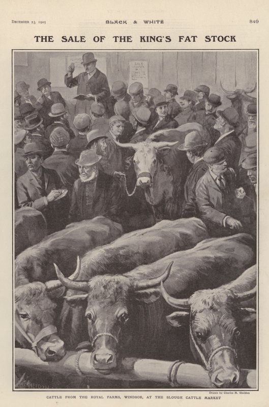 Bétail des fermes royales de Windsor en vente au marché aux bestiaux de Slough, Berkshire - Charles Mills (after) Sheldon