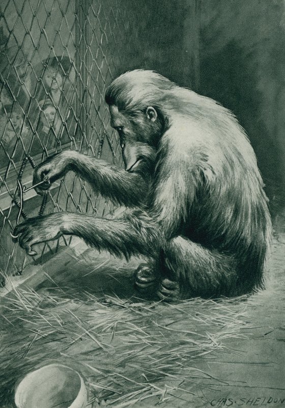Jacob Orong-outang façonne un morceau de fil de fer en un outil pour sortir de sa cage - Charles Mills after Sheldon