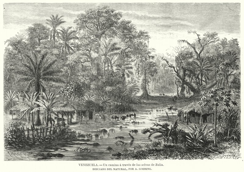 Chemin à travers les jungles de Zulia, Venezuela - Christian Anton Goering