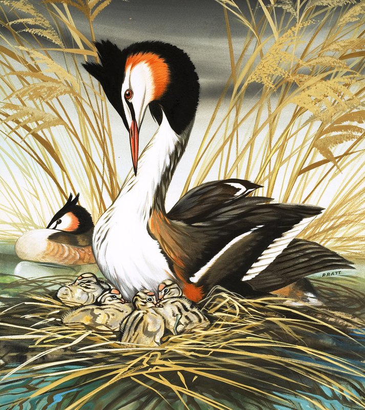 Grèbe huppé, illustration de "Il était une fois" (gouache sur papier) - David Pratt