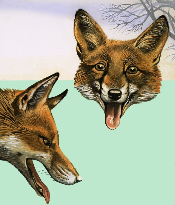 Le Renard - David Pratt